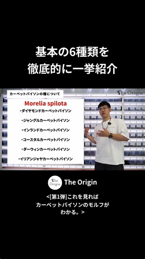 カーペットパイソン基本の6種類を 徹底的に一挙紹介