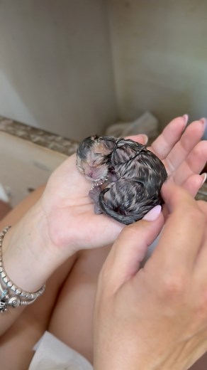 August 2025 gave us this wonderful present 💝 just take a look at these newborn bengal kittens🙀 I am sure you haven’t seen such tiny babies yet🫶🏼 #bengalbest #bengalkittens #bengalcatlovers #newbornkittens #pet #wildlife #bengal #prtcare | Bengal Best