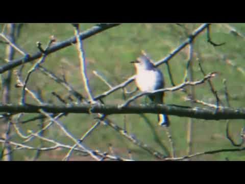 1 hr mockingbird singing, relax your nervous system. sleeping natural sound therapy. 432 hz, heal.