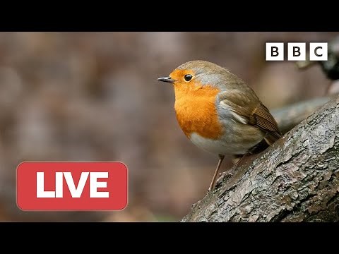 🔴 LIVE wildlife cameras 🐭 18 January ❄️ BBC Winterwatch 2023