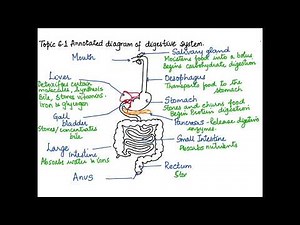 IBDP BIOLOGY TOPIC 6.1: SKILL 1 DRAWING AN ANNOTATED DIAGRAM OF THE DIGESTIVE SYSTEM