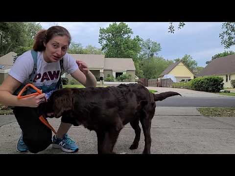 Introducing Your Dog to Leash Guidance with a Slip Lead - Take the Lead K9 Training
