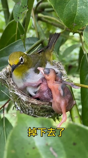 1.6M views · 8.1K reactions | Birds 列 #birds #love #birdlovers #birdwatching | Phors | Facebook