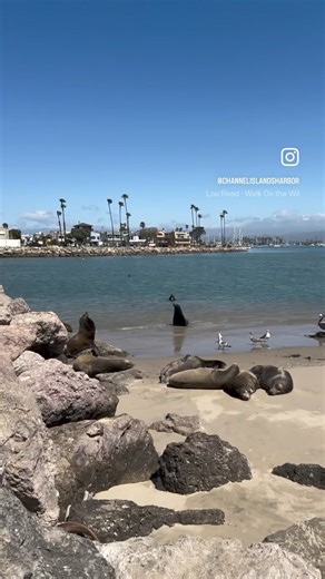 91K views · 1.2K reactions | Wishing everyone a happy weekend. We hope to see you at the Harbor! ❤️ | Channel Islands Harbor | Facebook