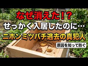 [Ultimate Guide] The Real Reasons Japanese Honeybees Abscond: What You Need to Know Before Your H...