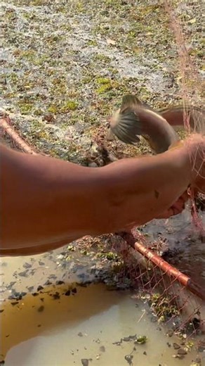 Fish jumping out of nets, biting the net, catching fish. #snakehead #fishing #fish #shorts