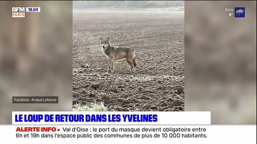 Un loup observé pour la première fois depuis 30 ans en Île-de-France