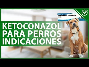 🐶 KETOCONAZOLE for DOGS: Uses, dosage and side effects 🧴🐶