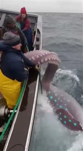 Oh my, a giant squid! #funny #jokes #viral