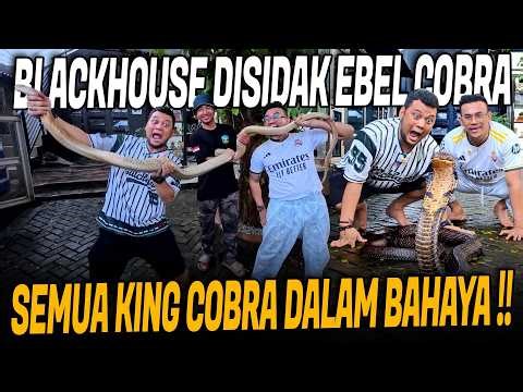 EBEL COBRA SIDAK KANDANG KING COBRA BLACKHOUSE !!