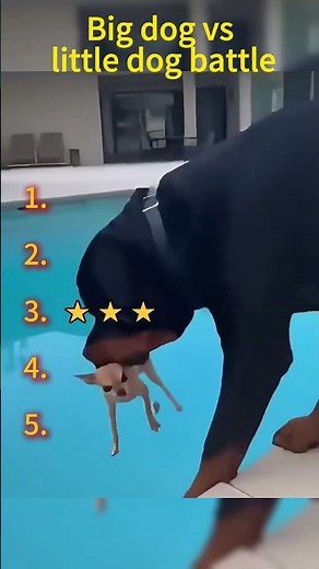 Ranking Best Chihuahua Vs Rottweiler 😂