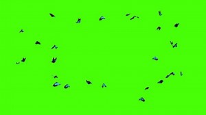 Butterfly Blue Loop On Green Loop Stock Footage Video (100% Royalty-free) 3531791217 | Shutterstock