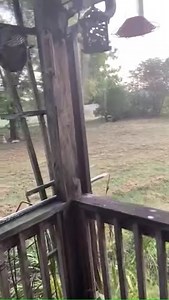 Bird caught in the Spider web. #reels #foryou #insects #shorts #lionphotography #spider | Insect Insider