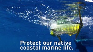 34K views · 2.1K reactions | Urgent message for anglers: While safe for humans to eat, non-Gulf shrimp used as fishing bait in Texas can transmit a deadly virus to native shrimp, crab and crayfish. | Texas Parks and Wildlife | Facebook