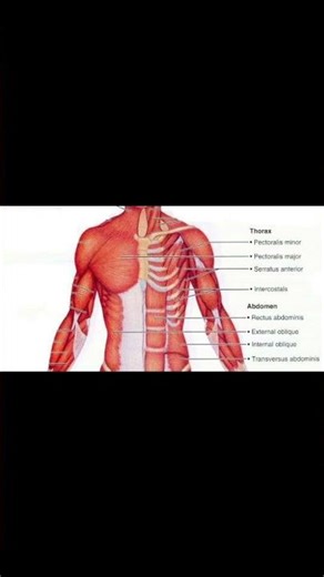 "Anterior Musculature of Thorax and Abdominal Wall – Superficial and Deep Layers"