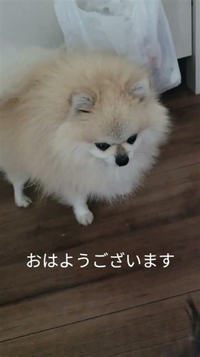 #ポメラニアンが世界一かわいい #ポメラニアン #暮らしチャンネル #わたしの一番かわいいところ #ポメラニアンのいる生活 #犬のいる生活 #犬のいる生活 #小型犬のいる生活 #犬のいる暮らし