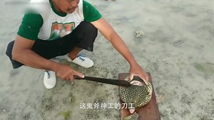 日本牛人暴力切开海马，观看内部结构，估计只有重口味能吃得下!