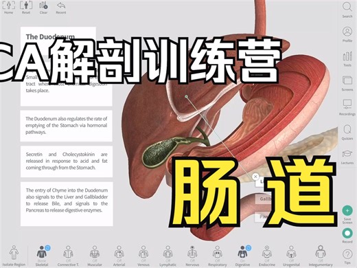 【硬核干货】从解剖学的角度看胃肠道 The GastroIntestinal Tract Complete Anatomy