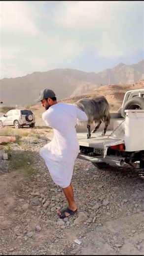 🎉 ٦٩ رأس من الماعز هدية من الأقارب والأحباب لحفل الزفاف 🎉
