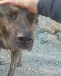 1.4K views · 78 reactions | UPDATE: Rescued by Shepherd's Paw Animal...