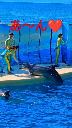 🐬あ〜ん❤️新江ノ島水族館の🐬イルカ🐬めっちゃ可愛らしい🩷