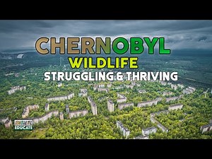 Chernobyl Wildlife - Struggling and Thriving - REWILDING