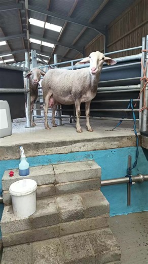 Just came to say 👋! . #hello #sheep #milking #milksheep #dartmoorsheepdairy