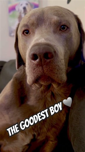 The goodest boy. Jackson the silver 🩶labrador. #cute #silverlab #puppylife