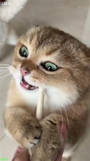 Fast Cat falls off the couch - Reels Viral 😜 So Silly!