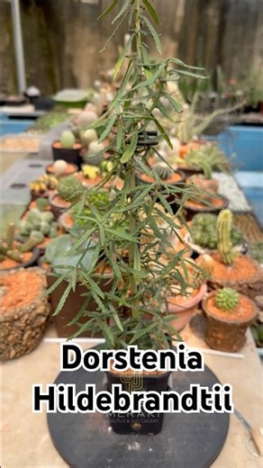 Got bigger after 8 months of repotting, Dorstenia Hildebrandtii 🪴 #cactusgarden #caudexplants