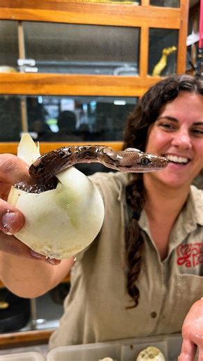 Witness a beautiful reticulated baby python hatches from its egg