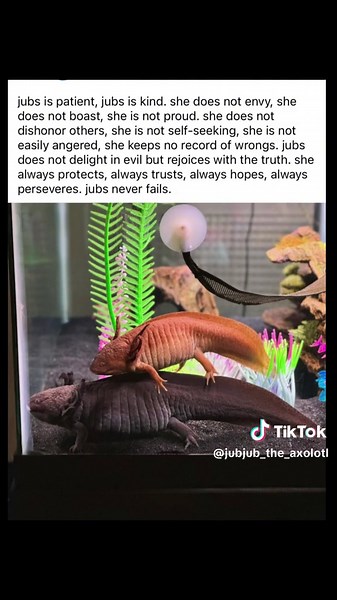 i haven’t posted in awhile because jubjub has an injured foot that won’t heal. what started as an injury led me down a rabbit hole of health concerns. i want to tell people about our journey to show the difficulties of vet care for exotic pets. jubjub will be having her foot amputated and i’m hopeful she will improve but still so many questions. 💖🙏🏻 love and well wishes are appreciated!