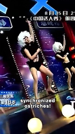Funny Ostrich Dancing Performance 🦩 #ChinasGotTalent #中国达人秀 #ChineseTalent | China’s Got Talent