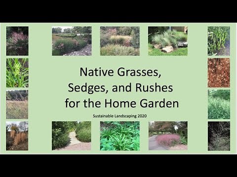 Native Grasses, Sedges and Rushes for the Home Landscape