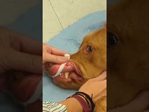 BMBT bleeding time test