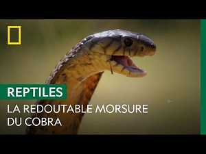 La morsure mortelle du cobra