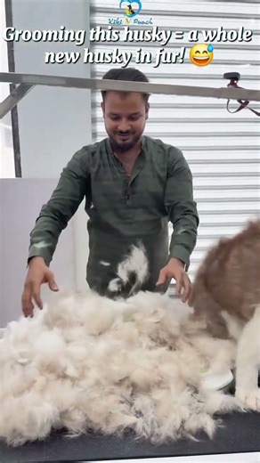 Grooming day magic! ✨ From fluff to fab, this husky is looking like a brand new pup! 🐾 #FurGoal