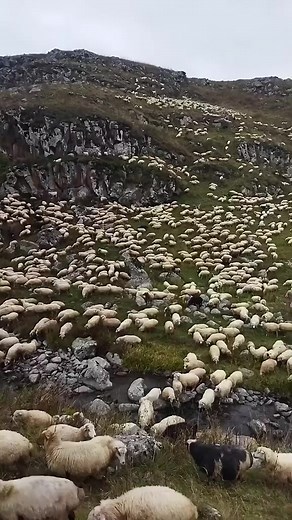 490K views · 3.5K reactions | La nature ❤❤ | Nature news | Facebook