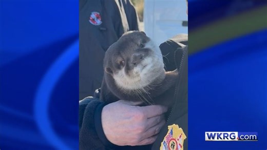 Pensacola police bring in cadaver otter to aid in missing person investigation