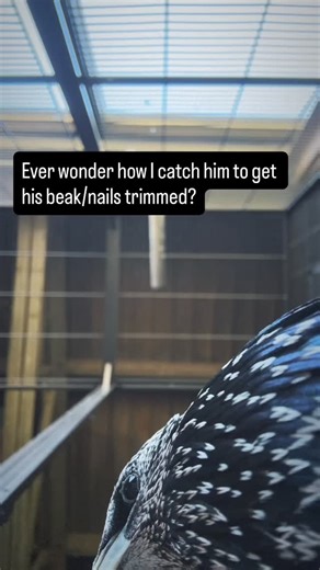 Sarah Tidwell on Instagram: "Watch closely…"