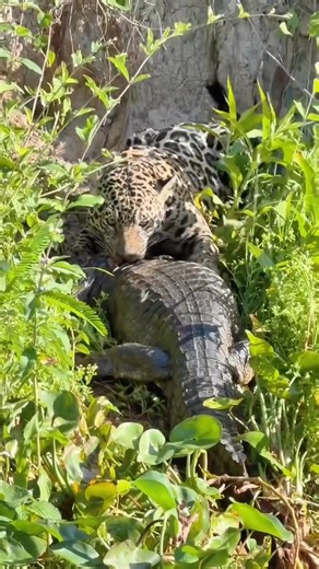 The savanna’s cleanup crew gathers hyenas and vultures join forces in the circle of life #safari #wildlifeplanet #animal #wildlifephotographer #naturelovers #photochallenge #wildlife #nature #africa | BuzzWatch