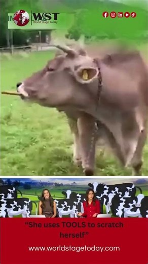 Cow Uses Tools to Scratch | Rare Animal Intelligence|Smart Cow Stuns Scientists | Unbelievable
