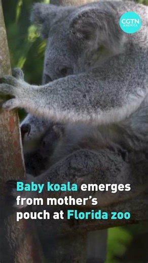Florida zoo welcomes koala joey to renovated habitat