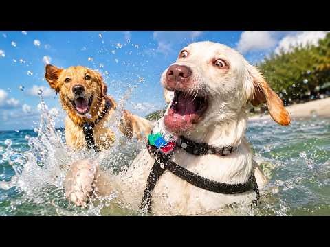 Cute & Funny Pets That Will Instantly Make Your Day Better 😂🐾 | Best Dogs & Cats Compilation 2026