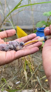 Feeding diamond dove chicks | Birds Lover