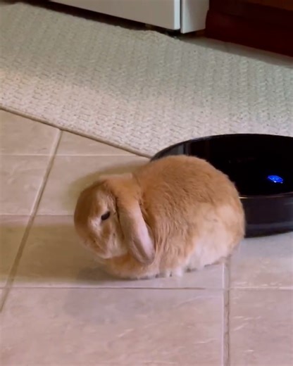 The most unbothered bunny ever 🤣 | LADbible