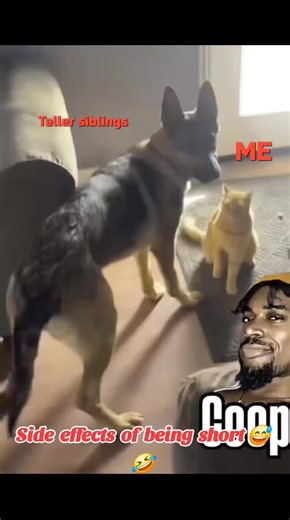 foxykitty2003 (@foxykitty2003)’s videos with I'll Bite You - Cody Cooke