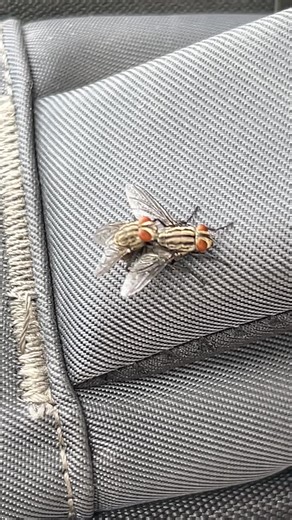 Understanding Fly Mating Behavior in Nature