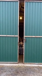 This presentation focuses on structure, pacing, and positioning as the moment unfolds. The environment, timing, and handling remain deliberate, allowing the details of the reveal to speak for themselves. The result is a composed showcase defined by clarity, preparation, and controlled execution rather than explanation. #premiumshowcase #cuteminipets #performancecycle #viralreel #presentation #pethealth | Cute Mini Pets