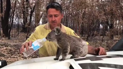 Viral photo: Australian soldiers feed koalas impacted by fires